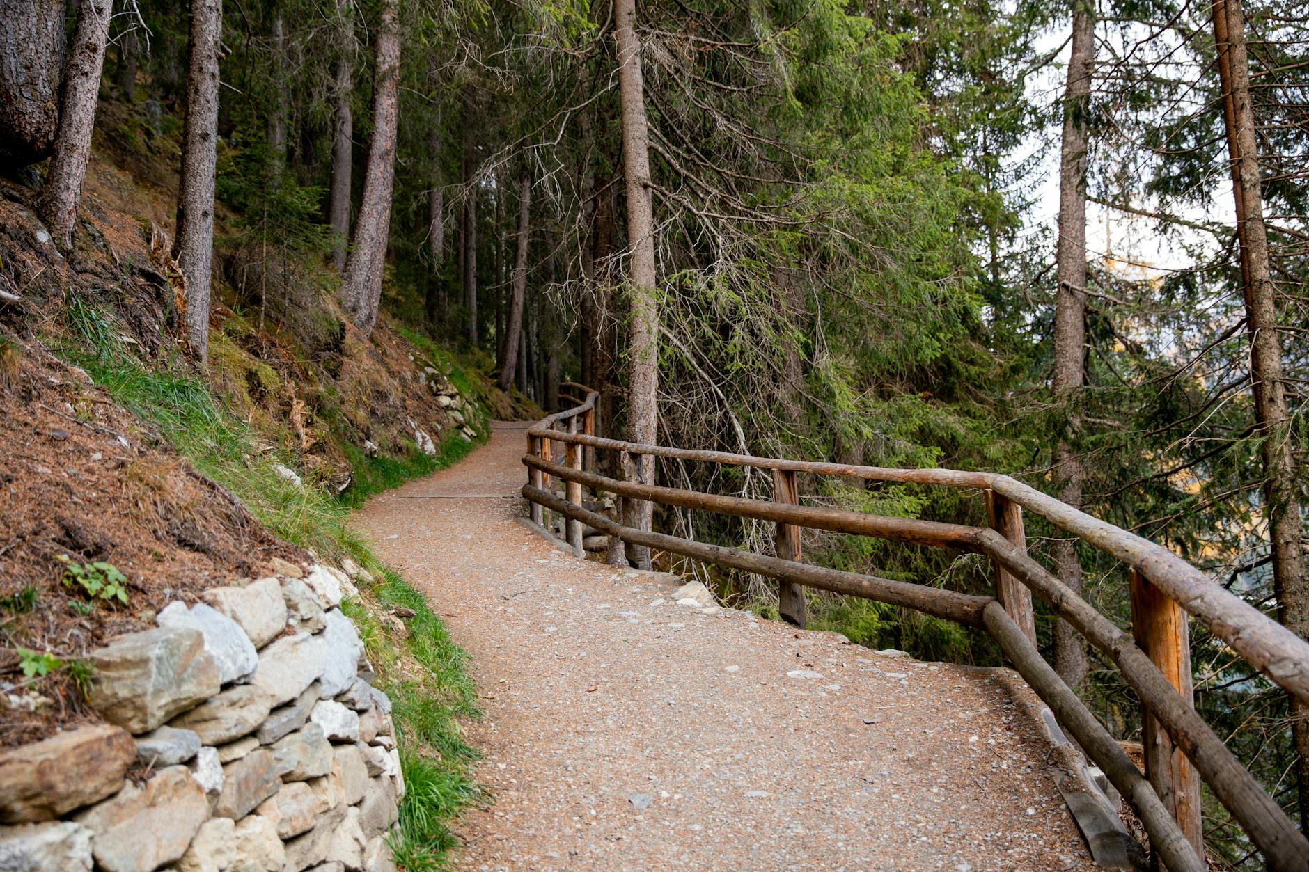 pathway with wooden border in forest