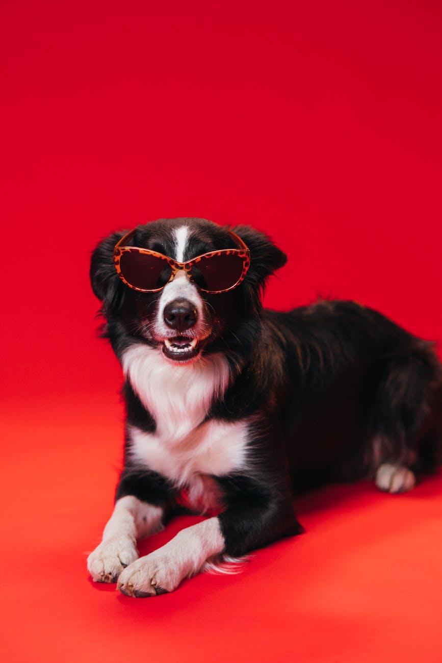 black and white border collie wearing sunglasses